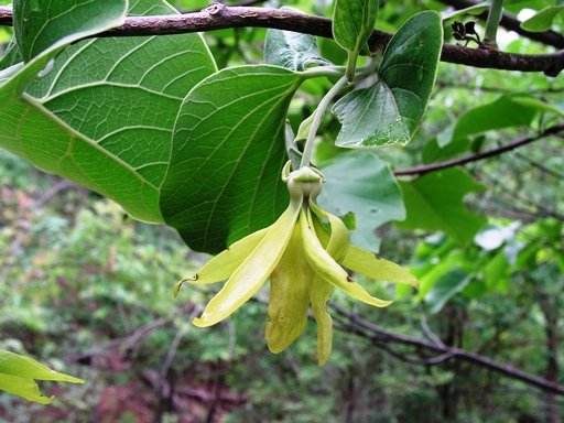 สะแกแสง Cananga latifolia (Hook.f. & Thomson) Finet & Gagnep.<br/>ANNONACEAE